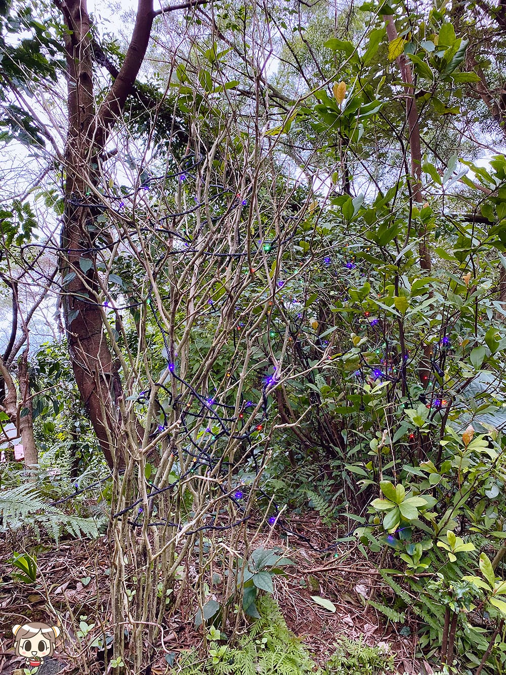 [新北] 沐浴自然光景 細味蔬食｜咖啡樹景觀花園Coffee Tree｜山海景咖啡廳