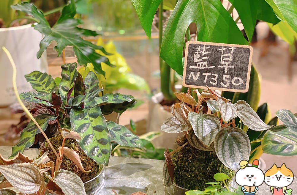 [台北] 品味浪漫下午茶「花意空間FlowerSpace」融合花香與甜美滋味｜京站門市