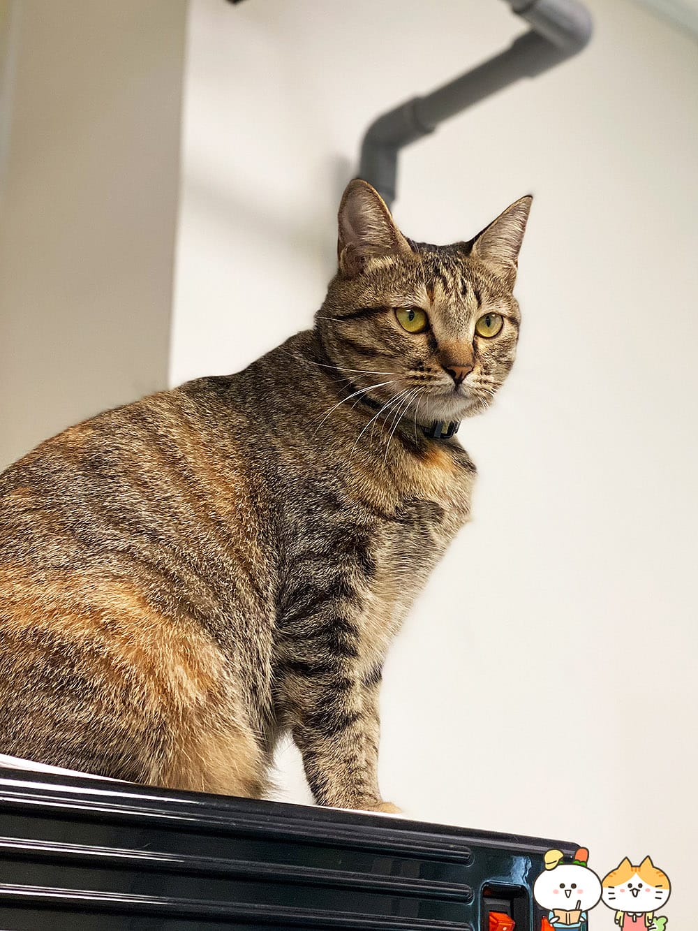 [台北] 蔬食8便利超商｜素食超市、素食小夜市的完美結合｜捷運昆陽站 (門市歇業