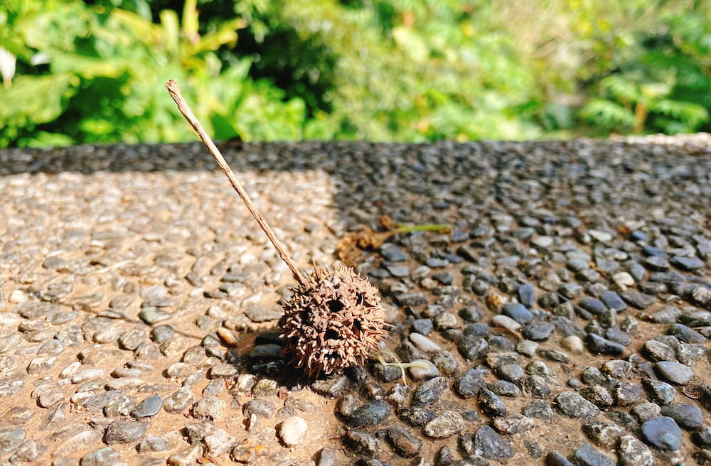 [台北] 說走就走！陽明山「天氣好的話」咖啡店｜大屯瀑布，一點點的暈車
