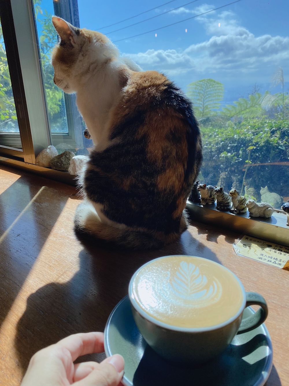 [台北] 竹子湖秘境咖啡廳｜山上聊 Whisper Hill Café｜靠窗座位的山景時光