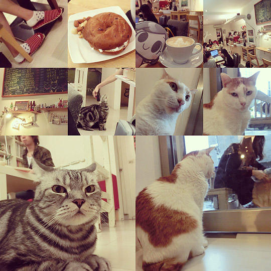 [台北] 咖啡實驗室 Coffee lab．有貓咪的咖啡館 (葷素